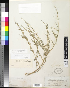 Herbarium Sheet of US 43865